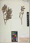Foto von Salix lapponum L.